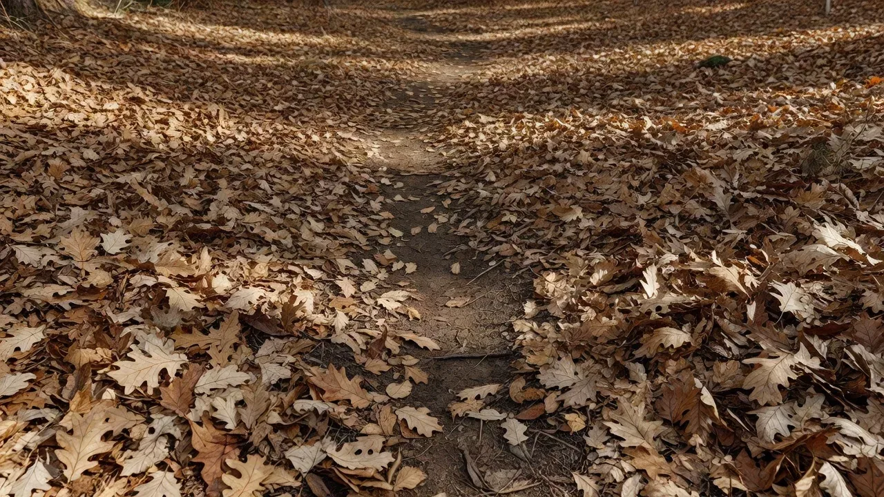 Fallen oak leaves covering the forest floor, signalling the start of autumn colour